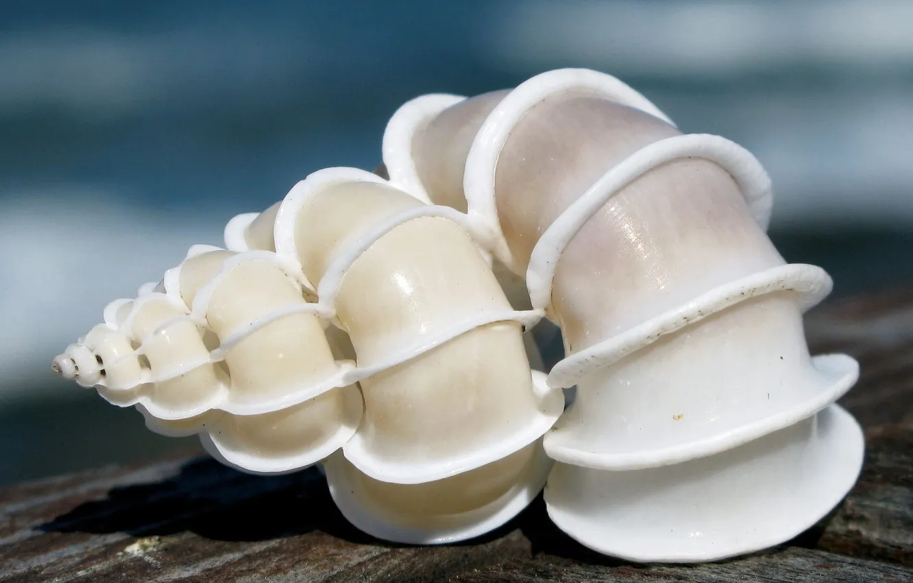 Photo wallpaper white, nature, shell