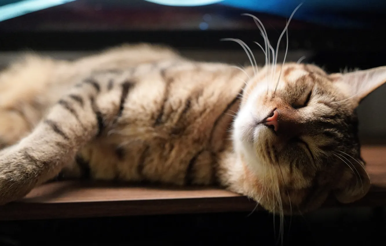 Photo wallpaper Cat, animal, sleeping, fur, sly, whiskers, feline