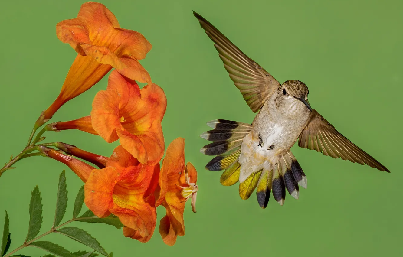 Photo wallpaper flowers, bird, wings, beak, Hummingbird, Montenegro archilochus