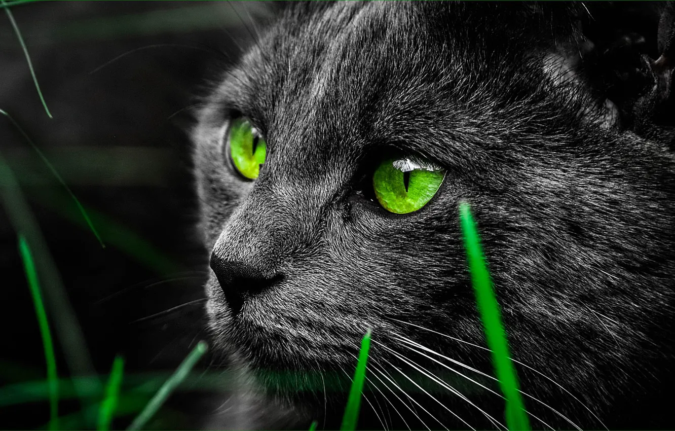 Photo wallpaper eyes, cat, black, muzzle, green, grass, closeup