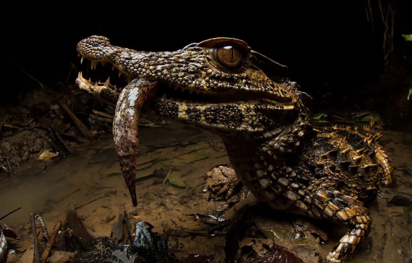 Photo wallpaper nature, background, Paleosuchus trigonatus, Crowned dwarf caiman