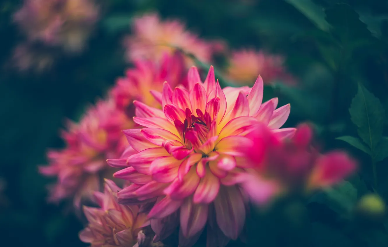 Photo wallpaper the dark background, garden, dahlias, leaves, bokeh, pink