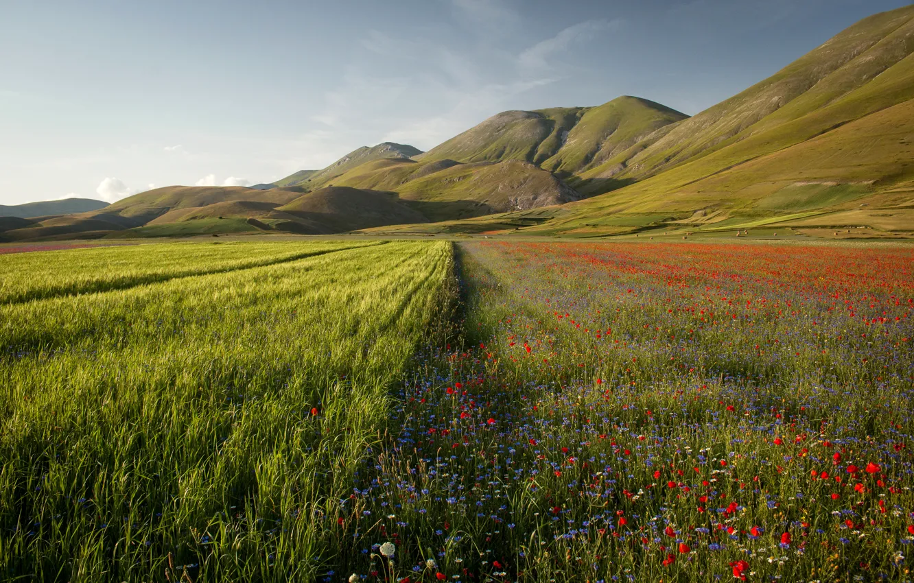 Photo wallpaper field, summer, grass, the sun, flowers, mountains, Italy, Umbria