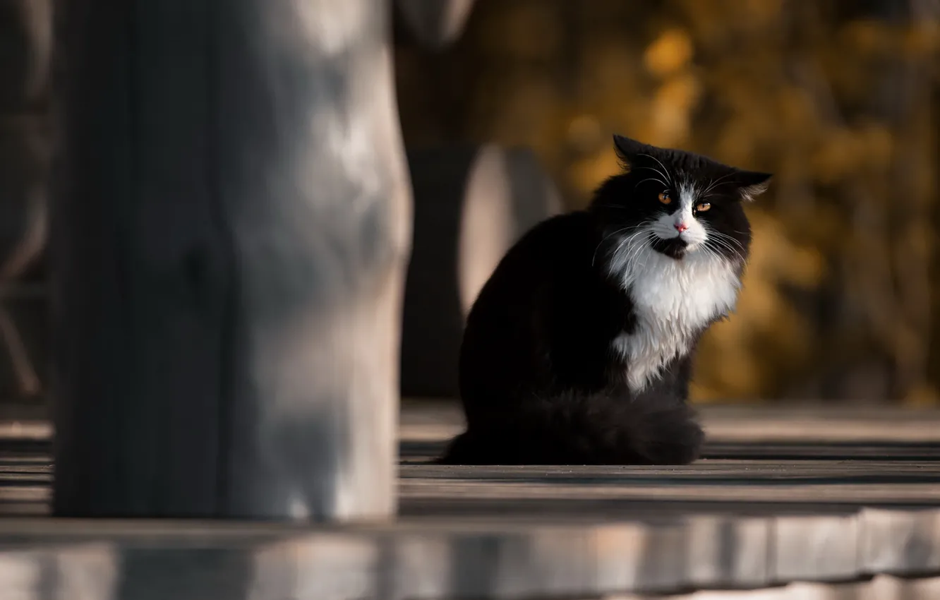 Photo wallpaper cat, cat, black