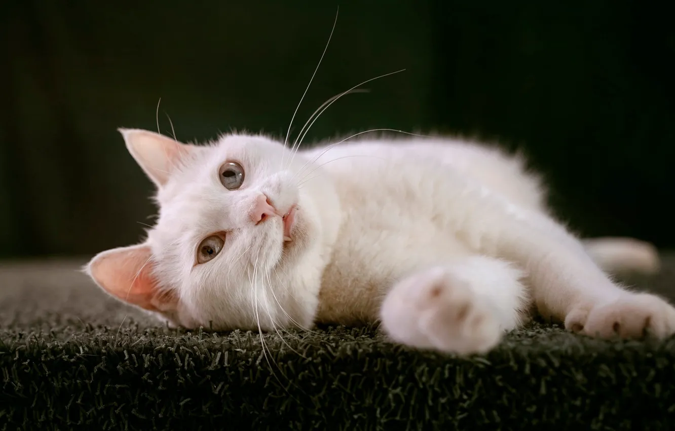 Photo wallpaper cat, white, cat, look, pose, the dark background, portrait, pile