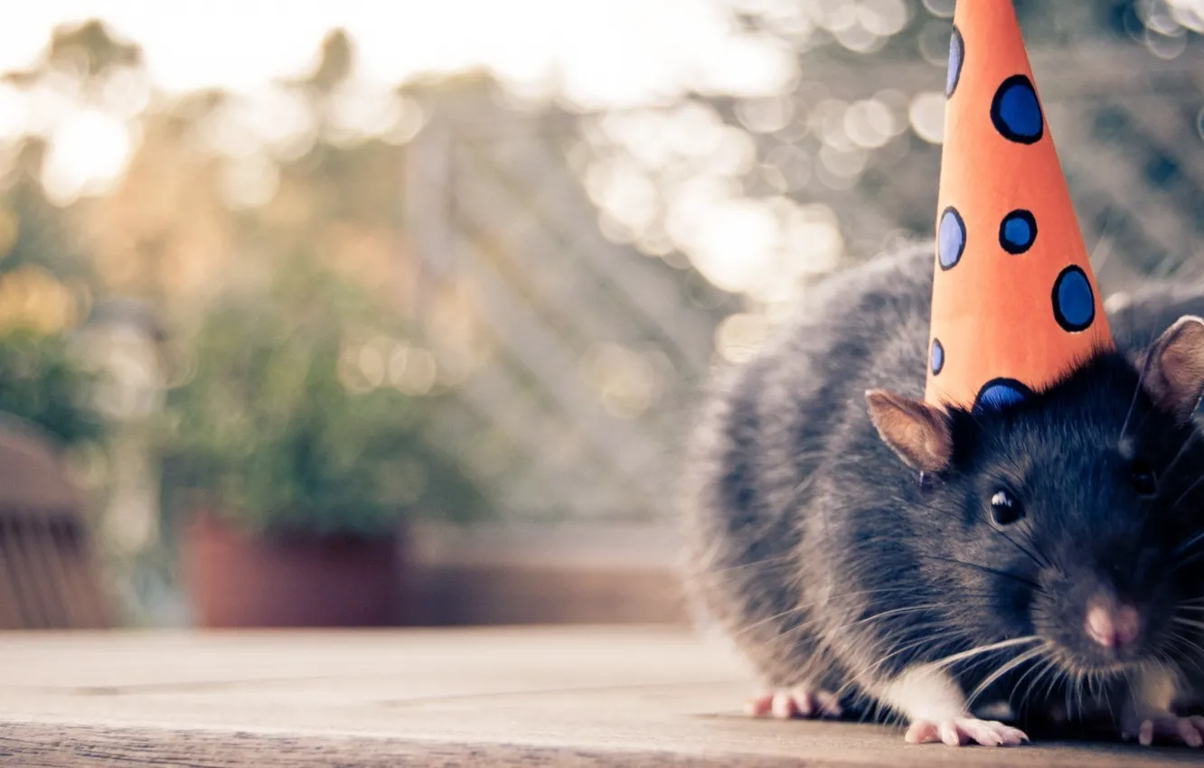 Photo wallpaper mustache, look, ears, rat, cap, rodent, mimimi