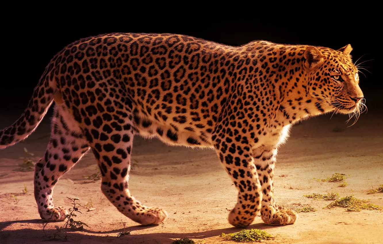 Photo wallpaper light, pose, the dark background, leopard, walk