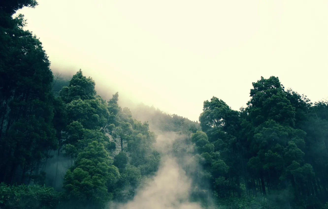 Photo wallpaper forest, fog, tree