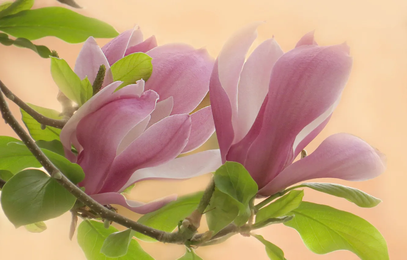 Photo wallpaper leaves, macro, flowers, branches, background, petals, Magnolia