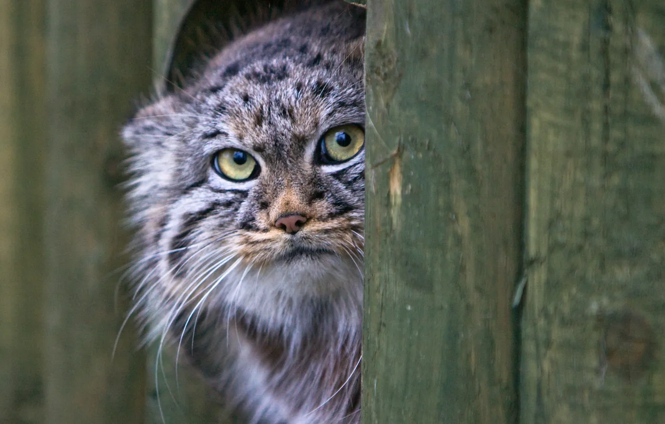 Photo wallpaper cat, look, face, manul
