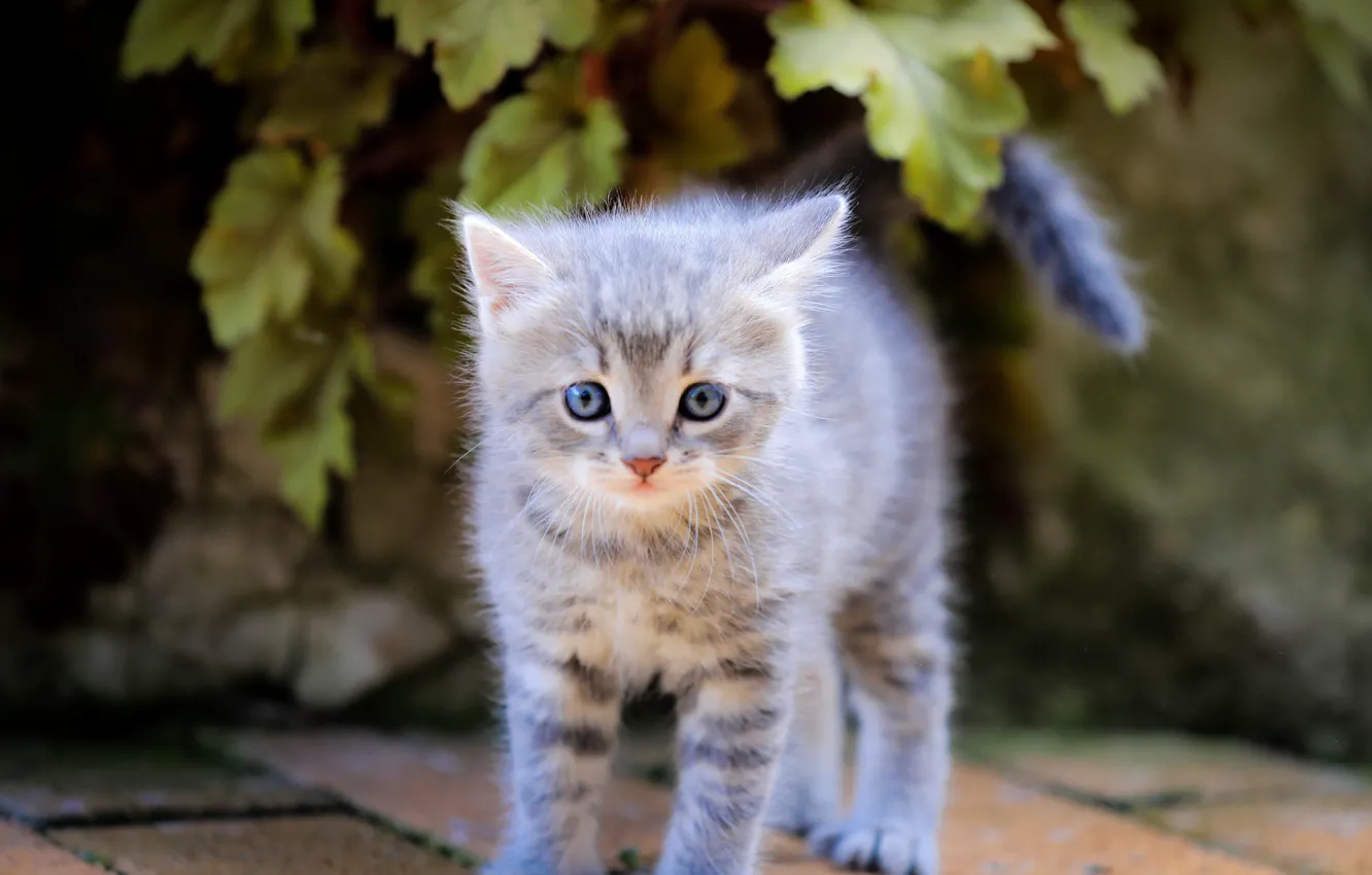 Photo wallpaper on the street, scared, tabby kitten