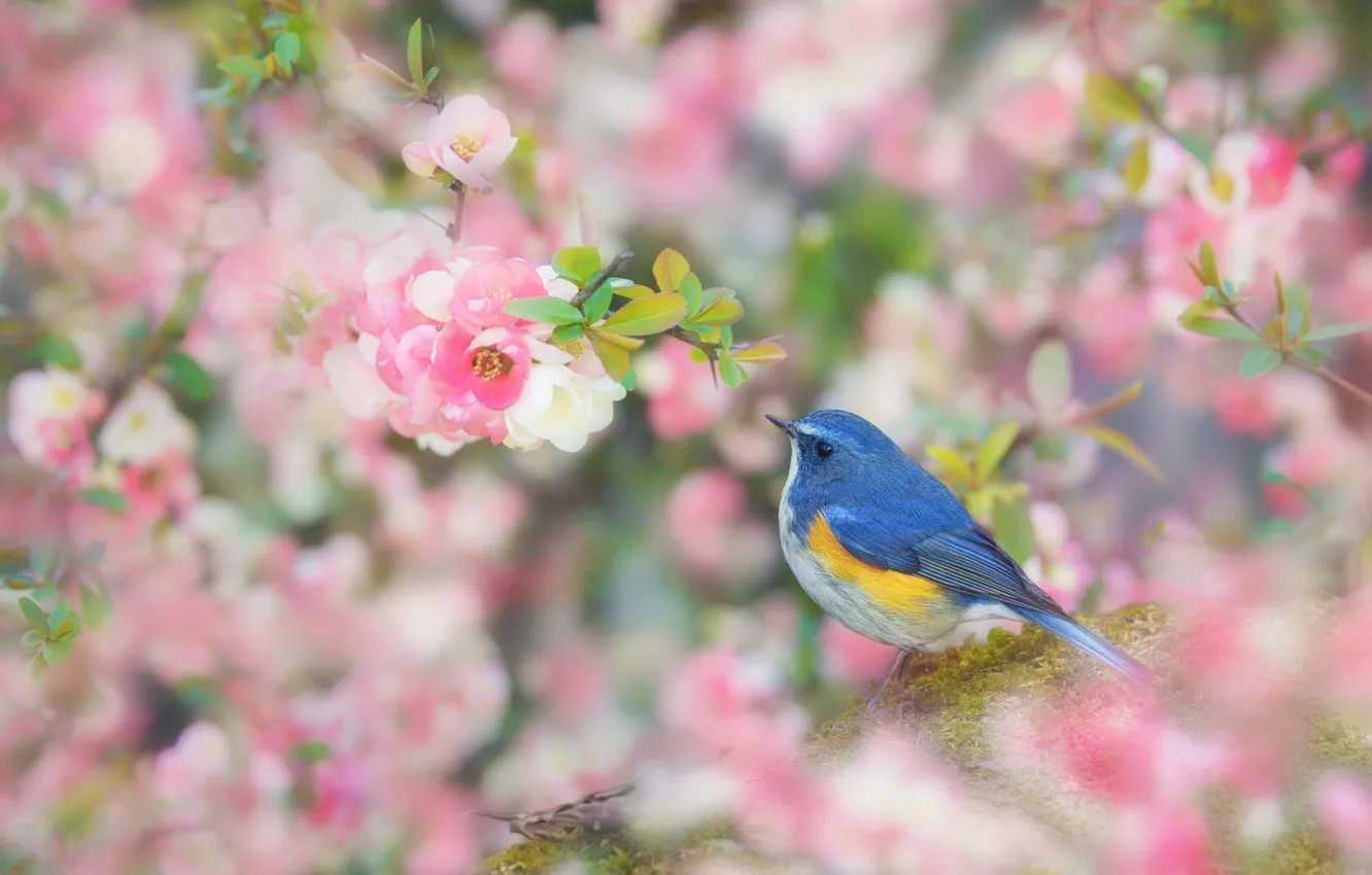 Photo wallpaper flowers, branches, bird, cute, treatment, blur, spring, Sakura