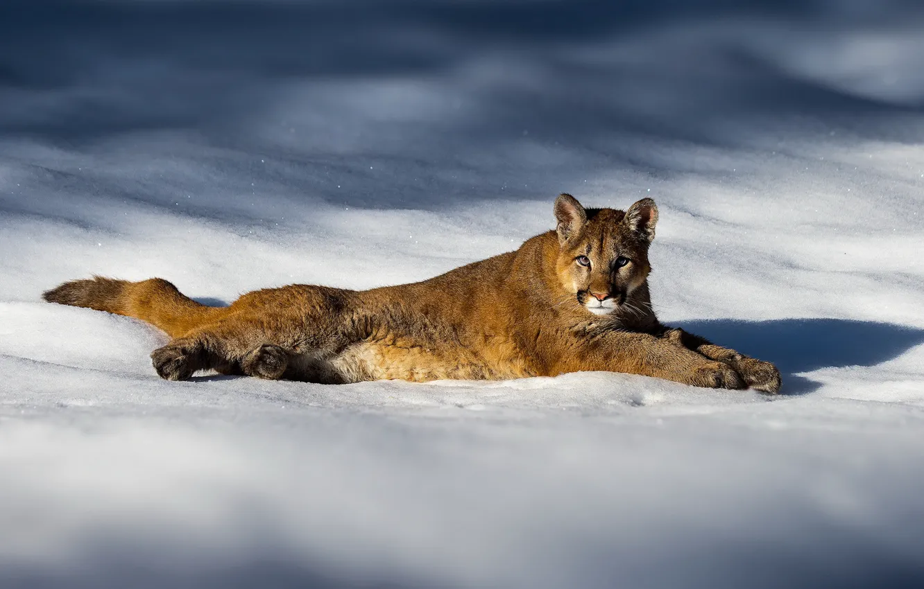 Photo wallpaper winter, light, snow, shadow, the snow, lies, Puma, Cougar