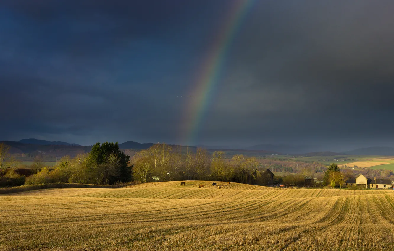 Photo wallpaper field, forest, the sky, grass, trees, clouds, hills, rainbow
