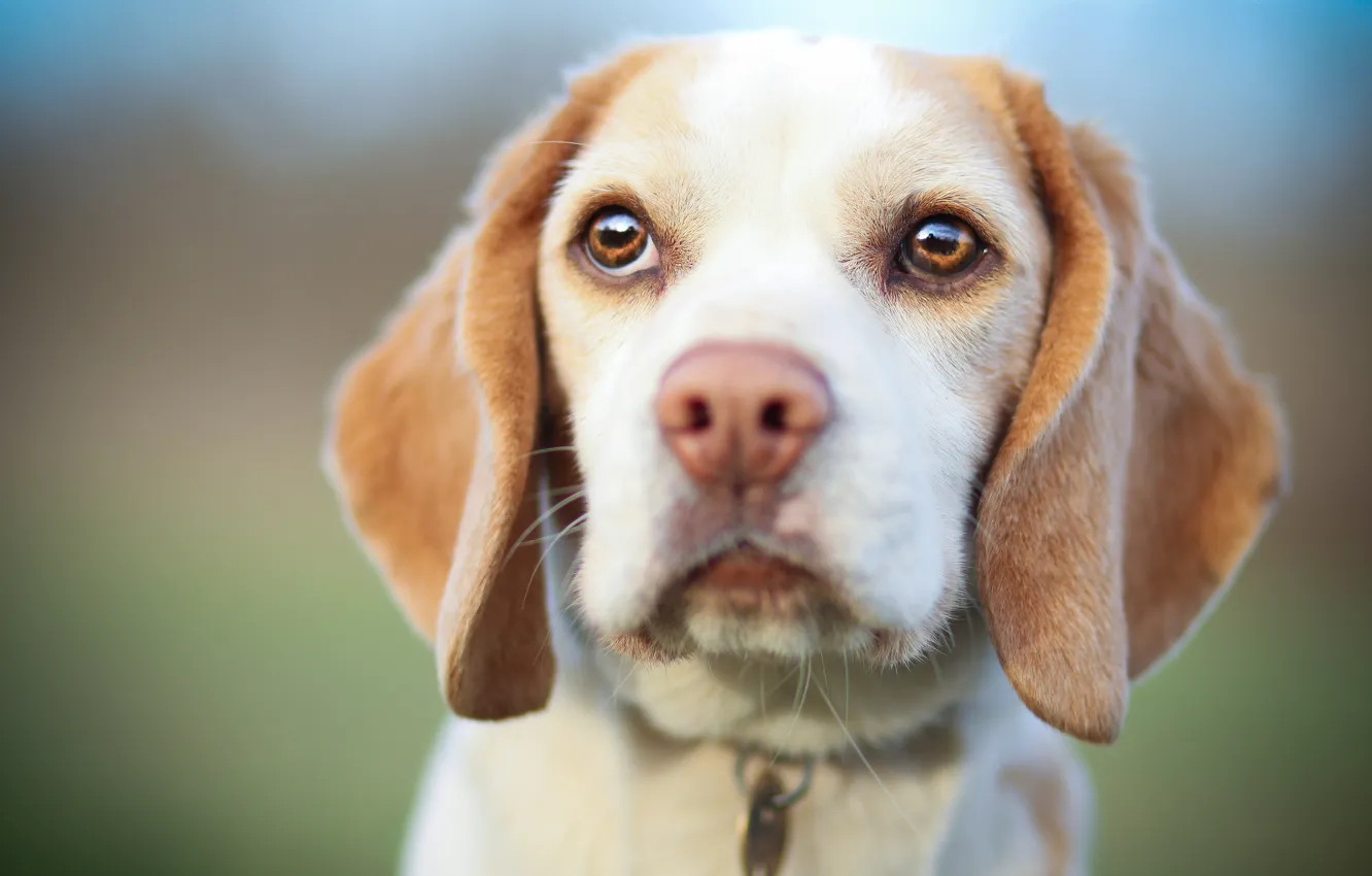 Photo wallpaper look, dog, muzzle, puppy, Beagle