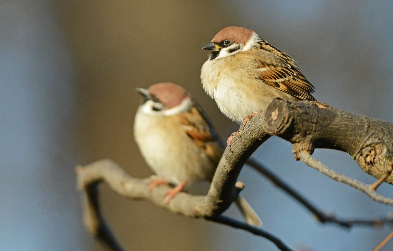 Photo wallpaper branches, Sparrow, pair, couple, bokeh, bokeh, branch, sparrows