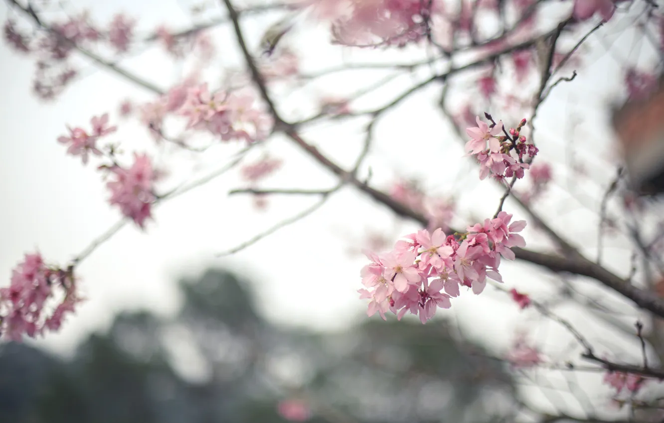 Photo wallpaper flowers, tree, branch, spring, Sakura, flowering
