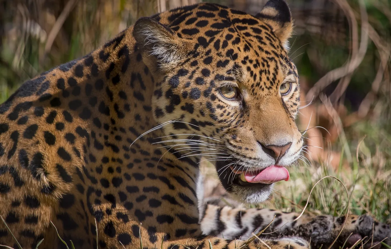 Photo wallpaper face, portrait, predator, spot, Jaguar