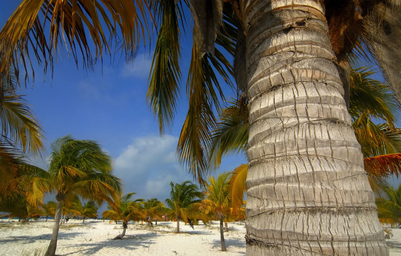 Photo wallpaper palm trees, Cuba, trunk, bark, cable wide