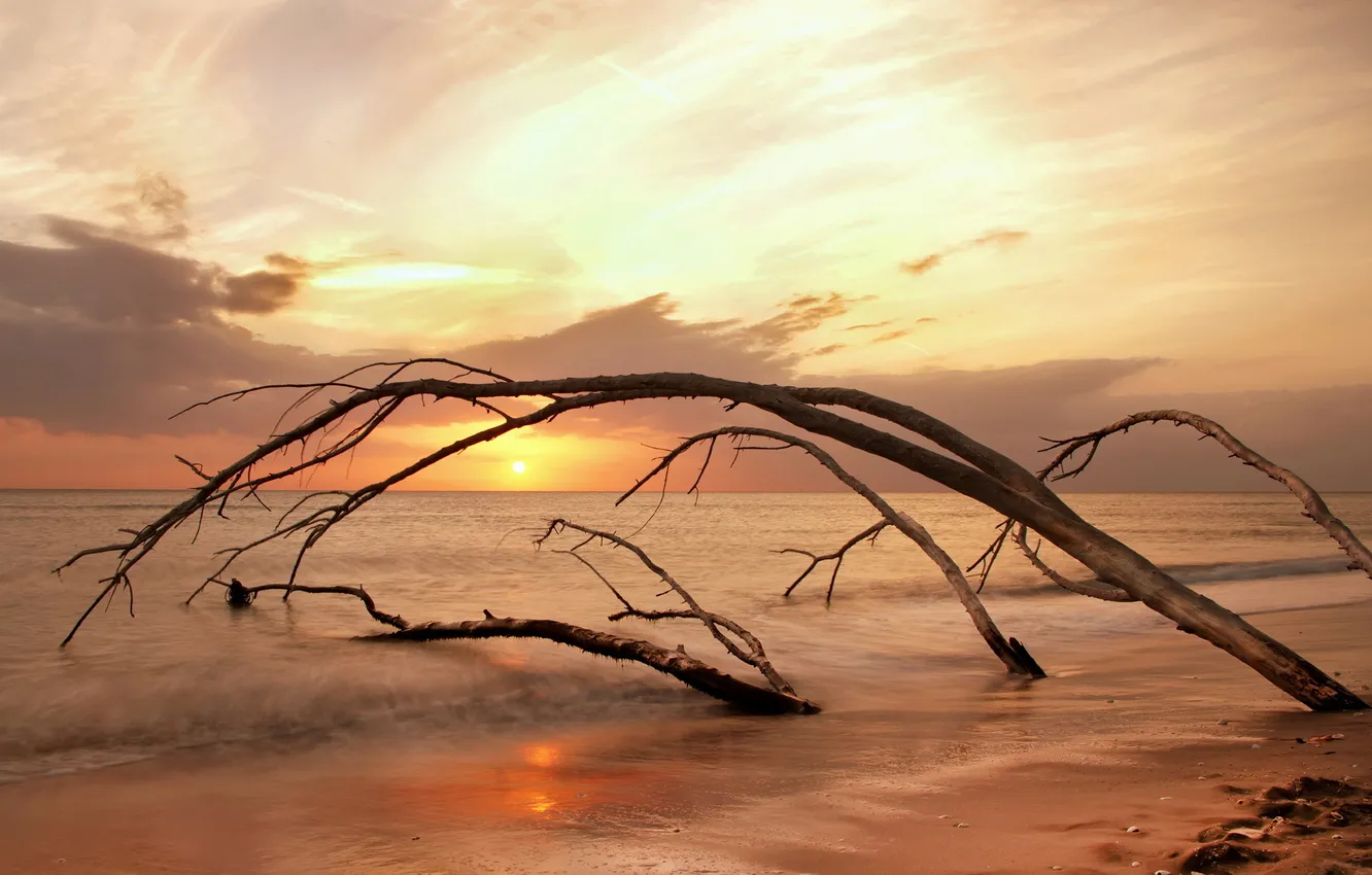 Photo wallpaper sea, trees, landscape, sunset