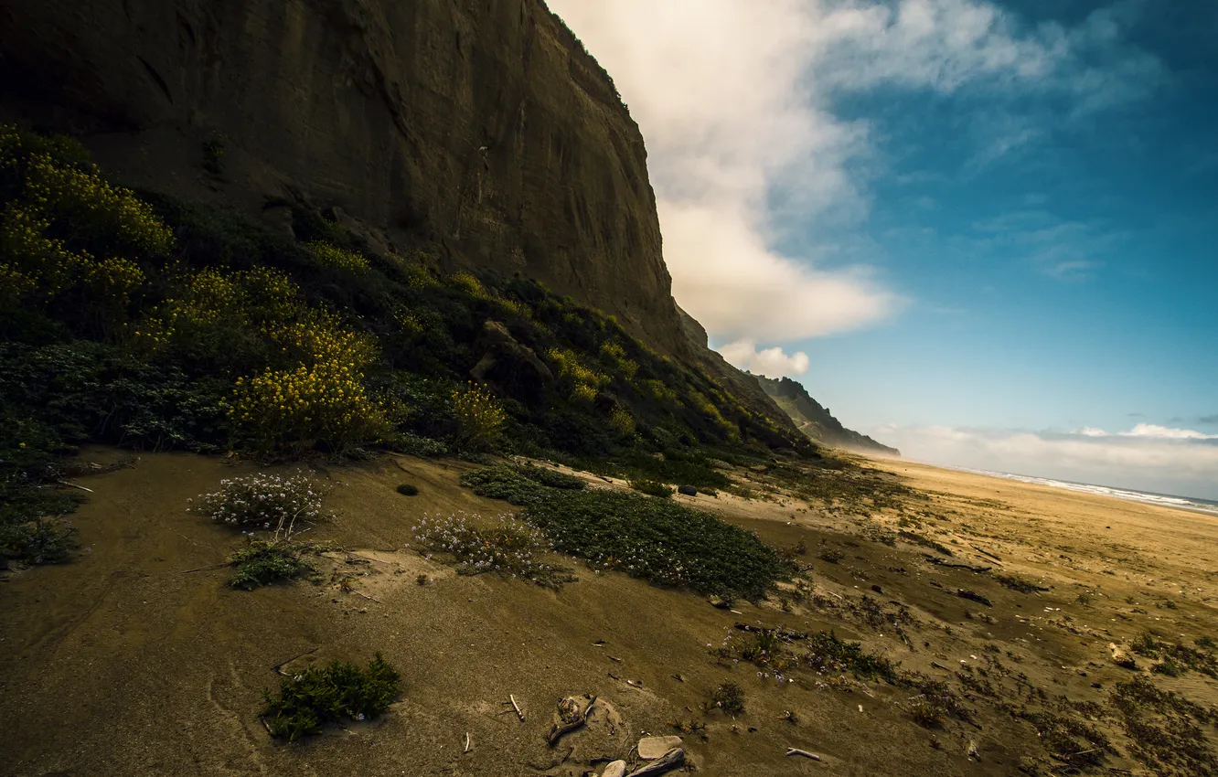 Photo wallpaper sea, the sky, clouds, flowers, rocks, shore