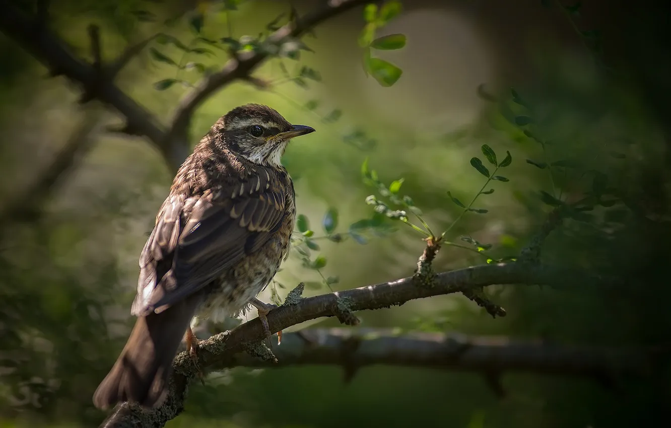 Photo wallpaper nature, background, bird