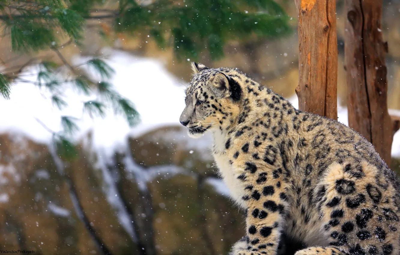 Photo wallpaper profile, IRBIS, snow leopard, kitty