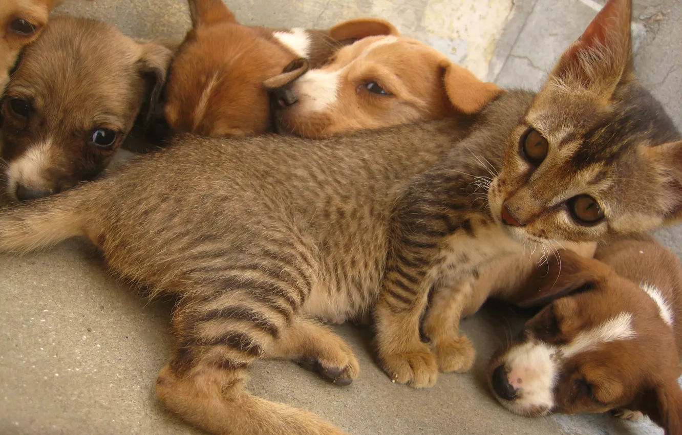 Photo wallpaper cat, dog, animal, cute