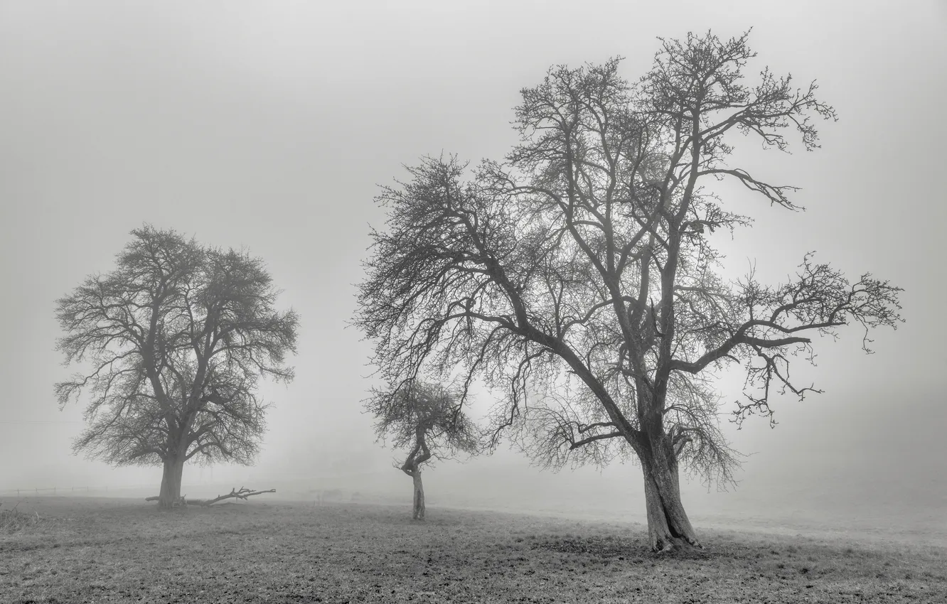 Photo wallpaper trees, fog, monochrome