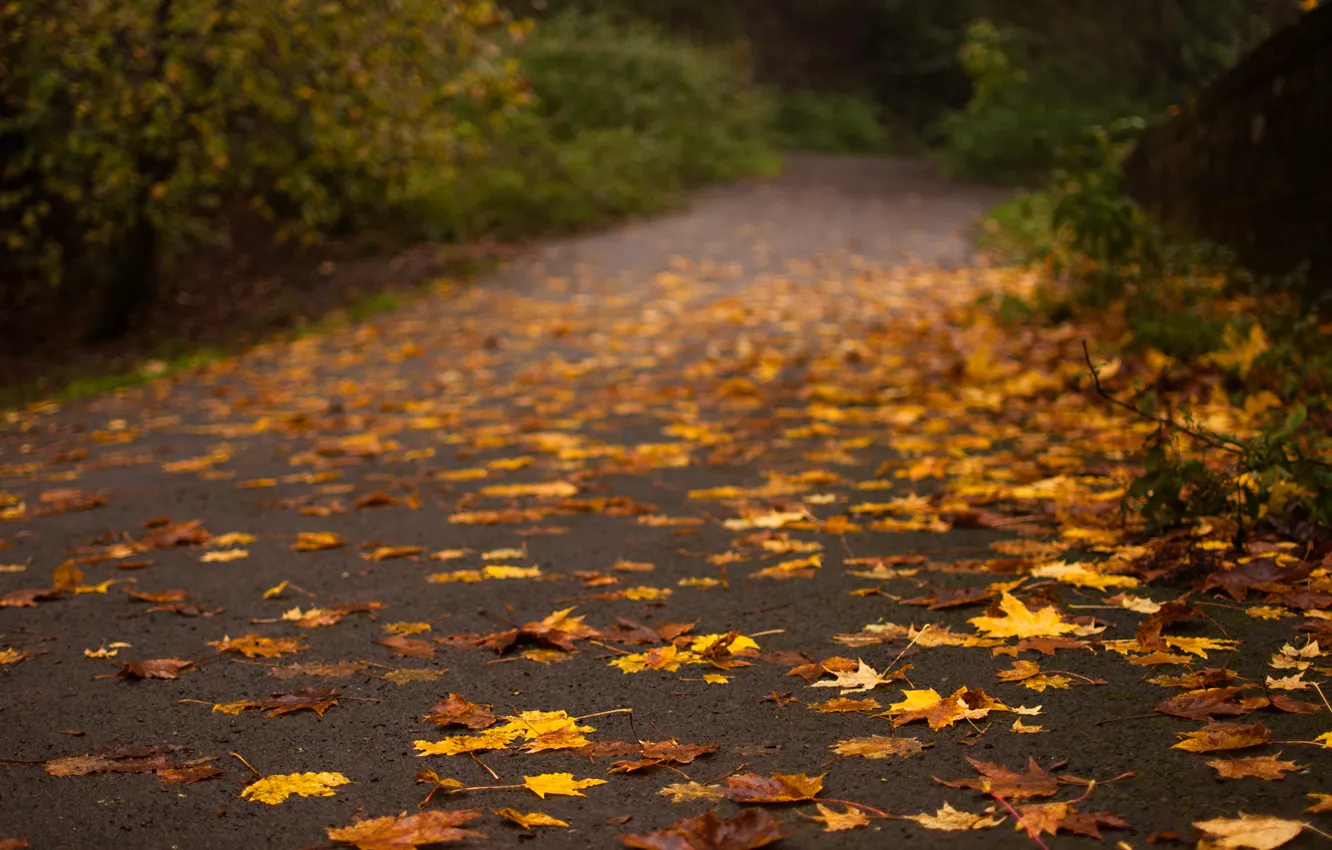 Photo wallpaper road, autumn, asphalt, leaves, trees, yellow, nature