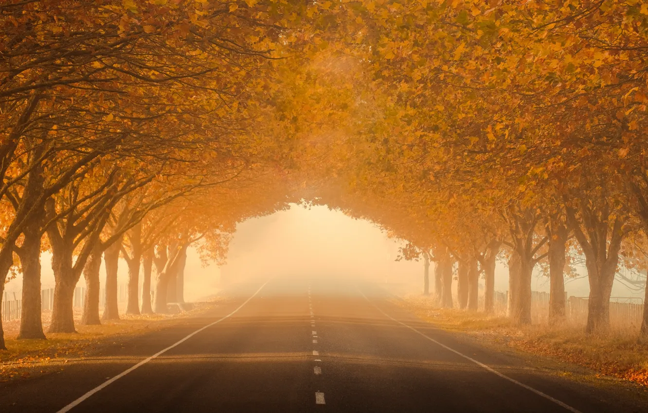Photo wallpaper road, autumn, fog