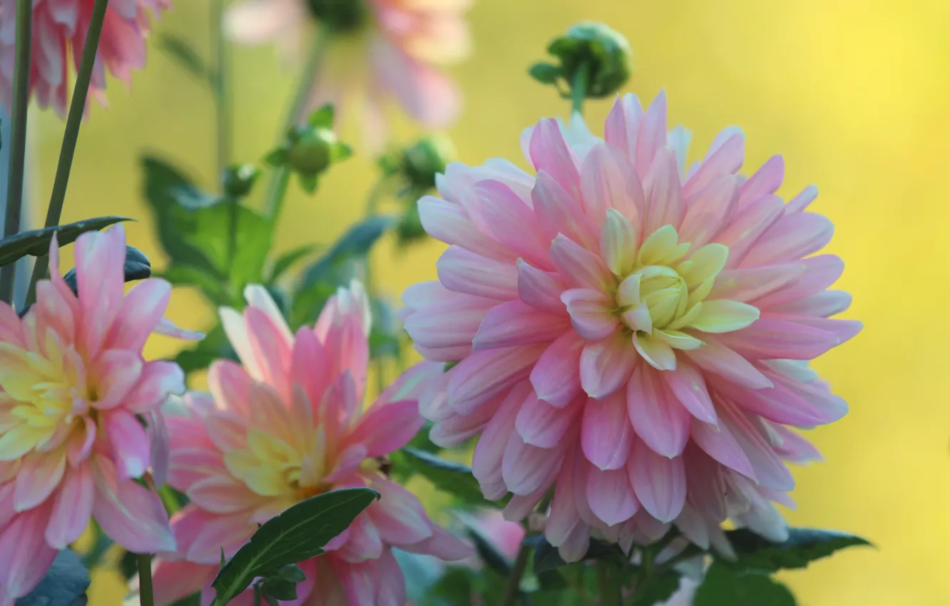 Photo wallpaper macro, petals, dahlias