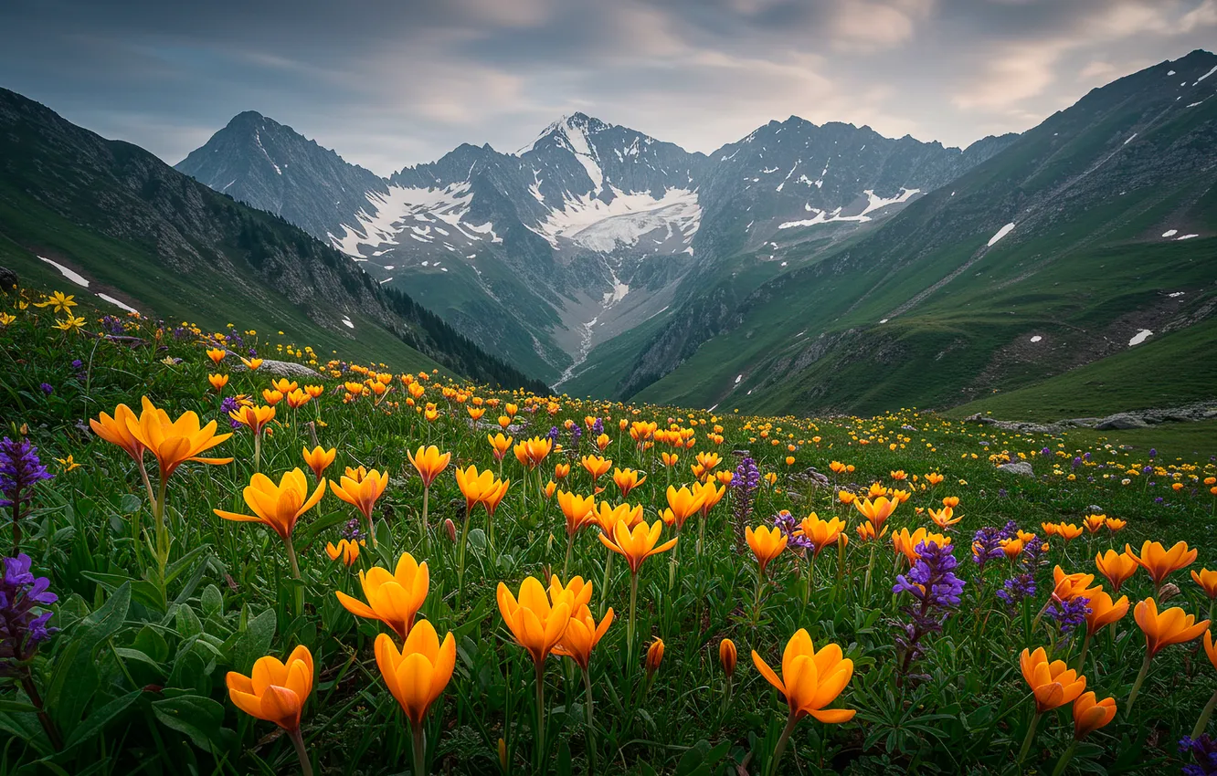 Photo wallpaper the sky, clouds, mountains, crocuses