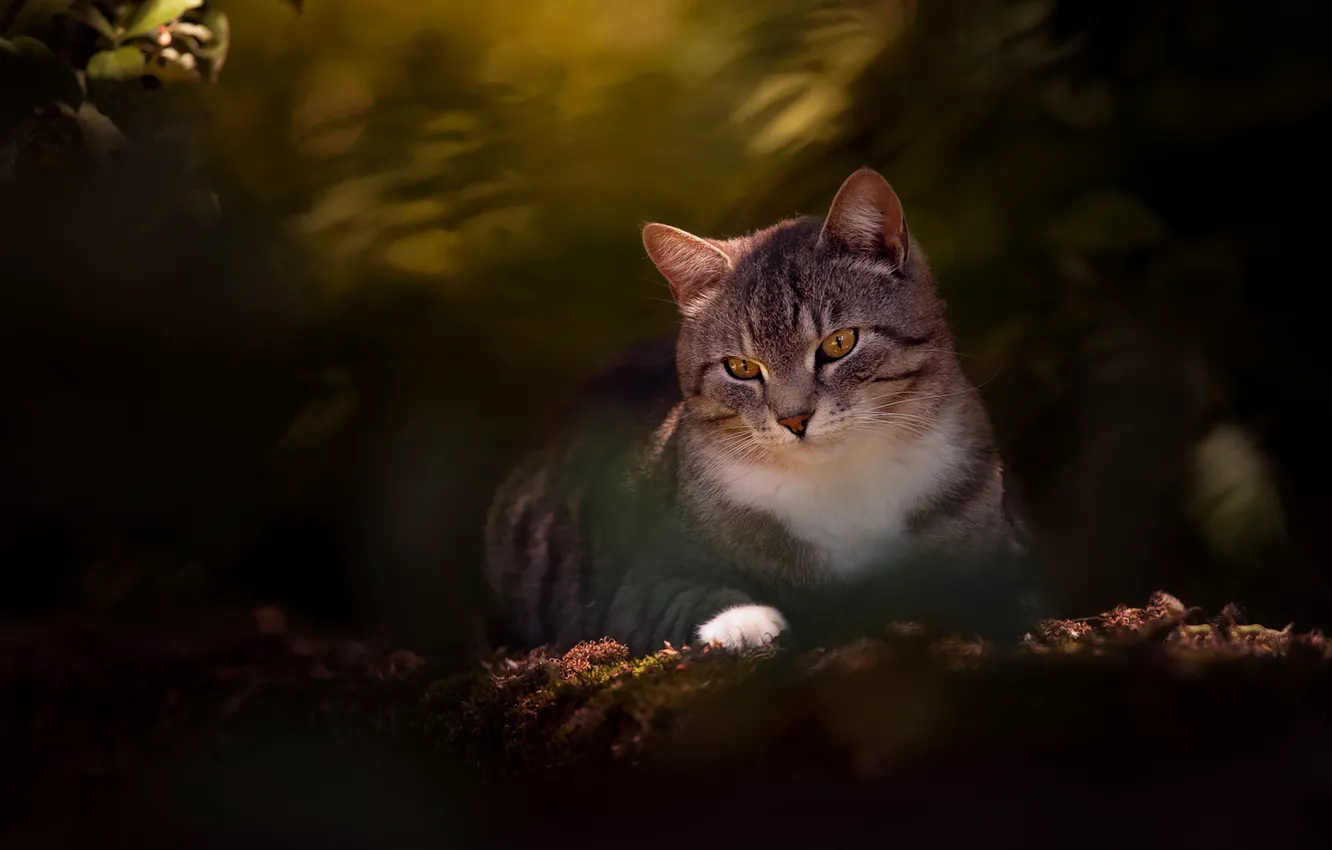 Photo wallpaper cat, cat, portrait