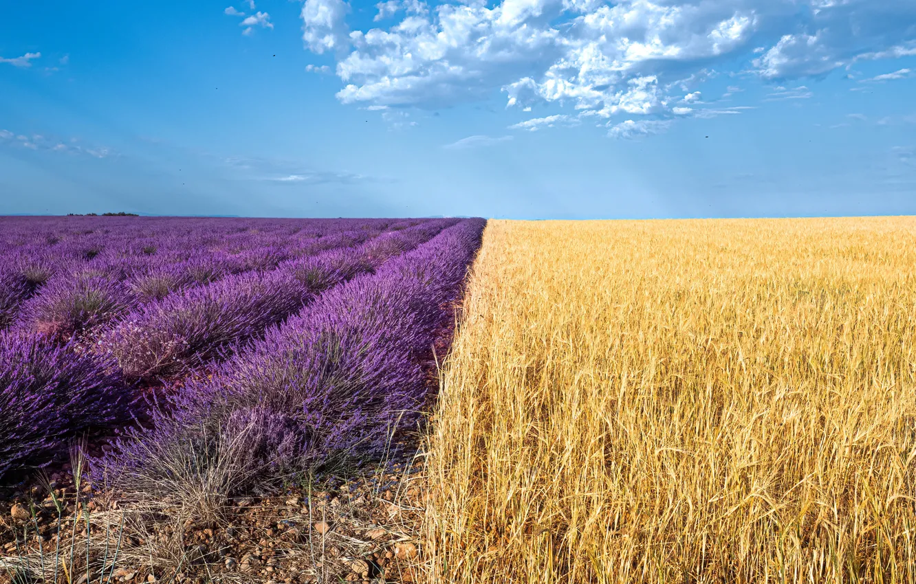 Photo wallpaper summer, the sky, flowers, cereals, lavender, plantation, lavender field, in half