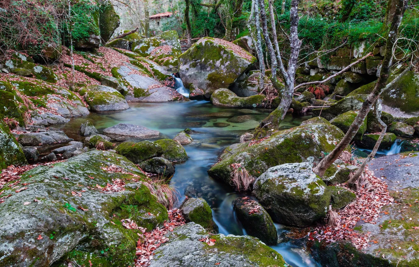 Photo wallpaper forest, stream, stones, moss