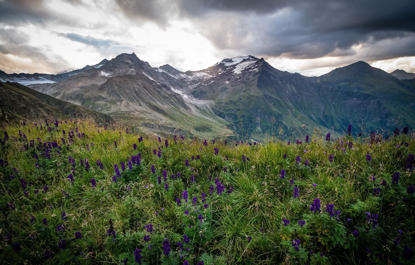 Photo wallpaper flowers, mountains, meadow