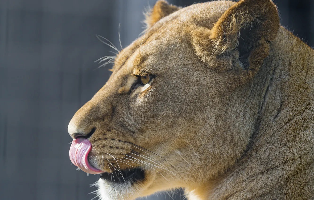 Photo wallpaper language, cat, face, profile, lioness, ©Tambako The Jaguar