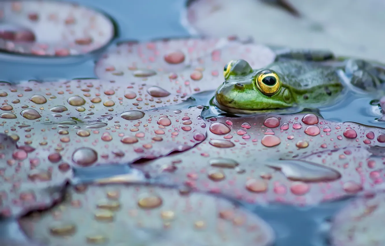 Photo wallpaper nature, background, frog