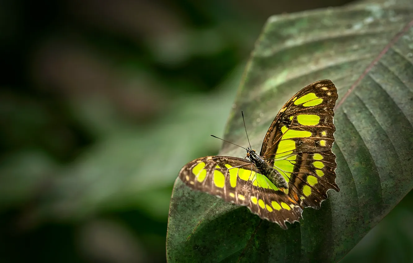 Photo wallpaper macro, yellow, nature, pattern, butterfly, leaf, plant, insect