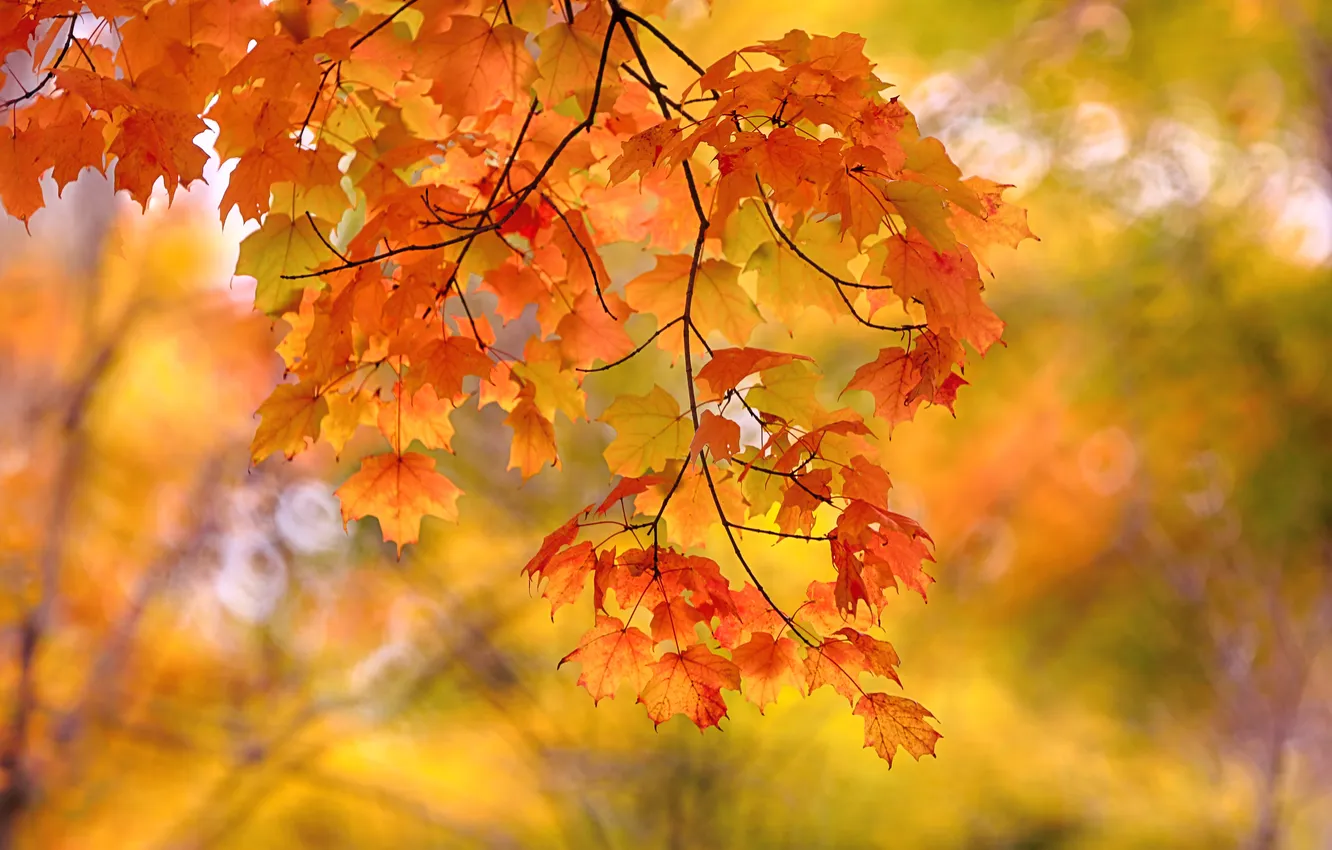 Photo wallpaper autumn, leaves, macro, branches