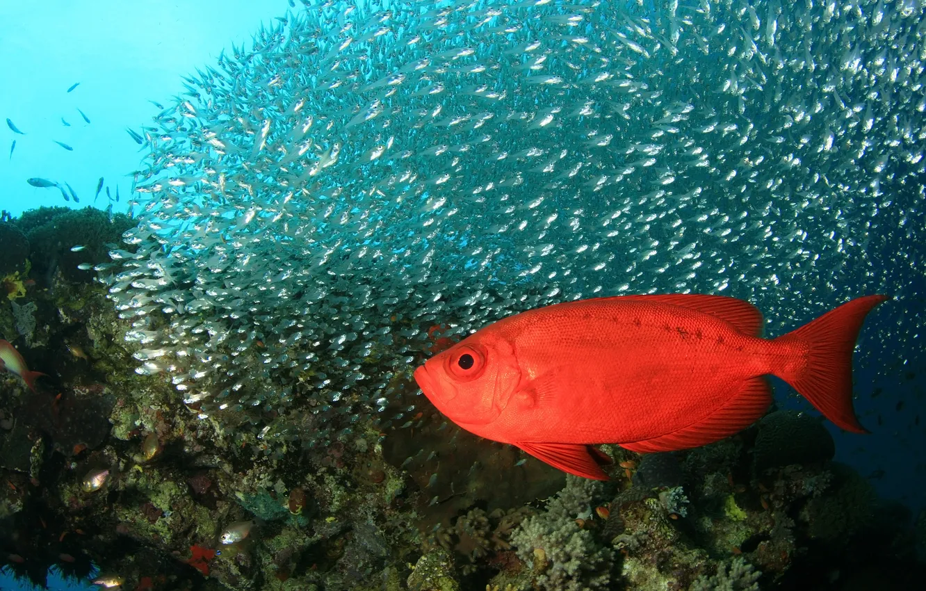 Photo wallpaper sea, fish, the ocean
