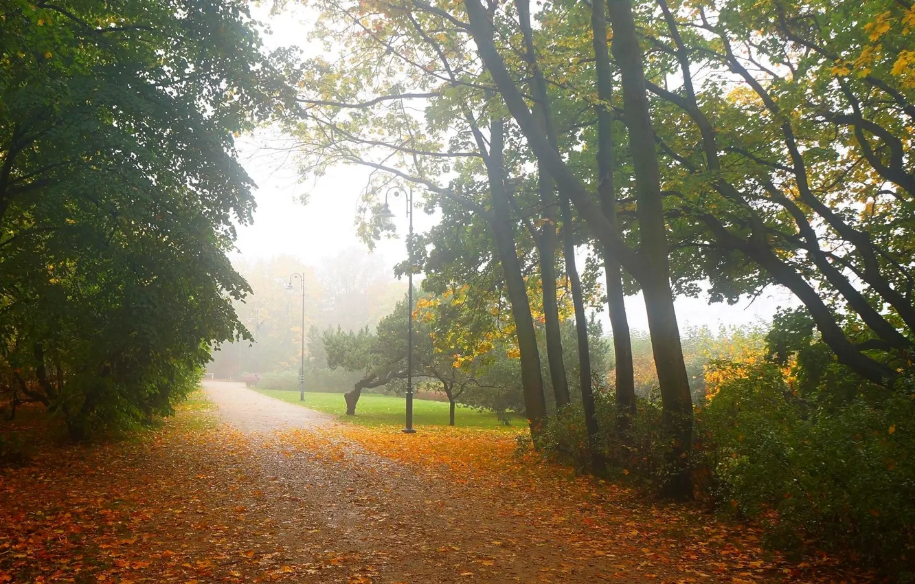 Photo wallpaper road, nature, autumn