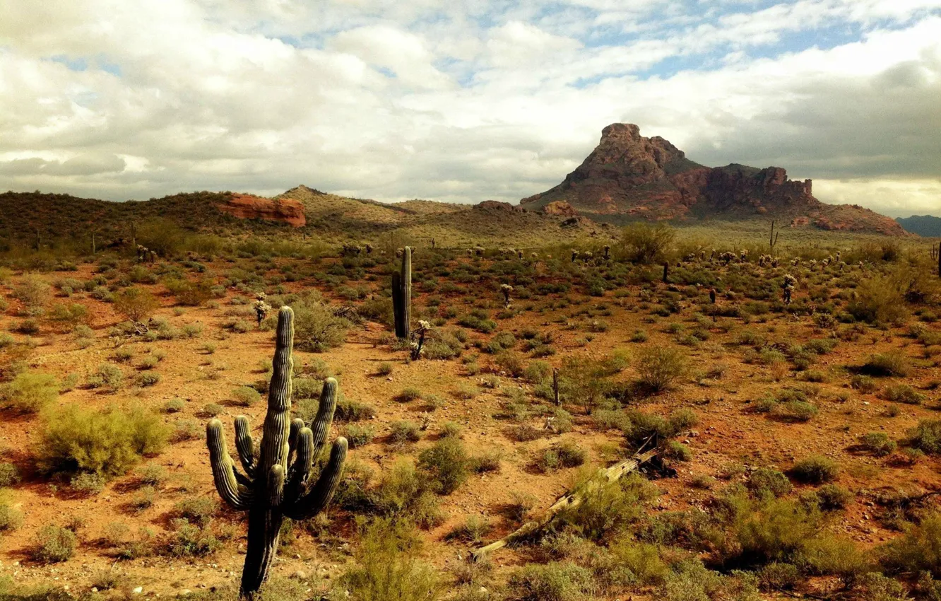 Photo wallpaper desert, Cacti, Nevada