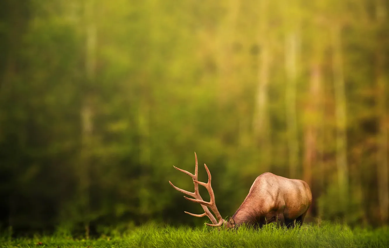 Photo wallpaper forest, grass, deer, horns