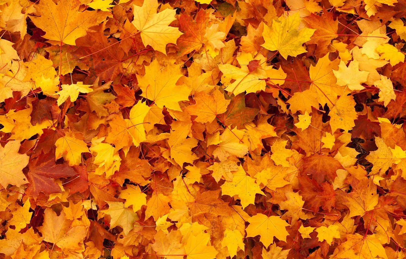 Photo wallpaper autumn, leaves, maple
