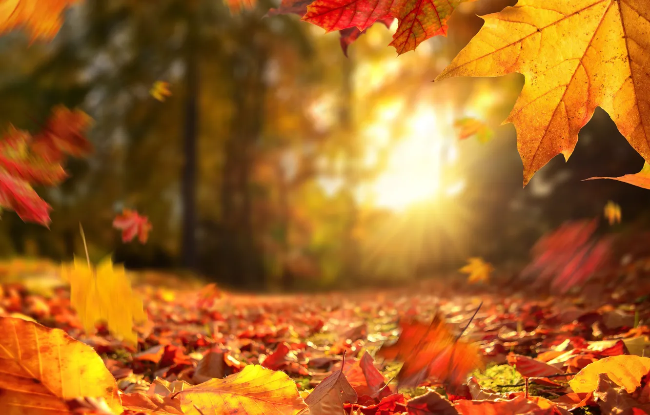 Photo wallpaper autumn, forest, leaves, the sun, rays, light, trees, nature