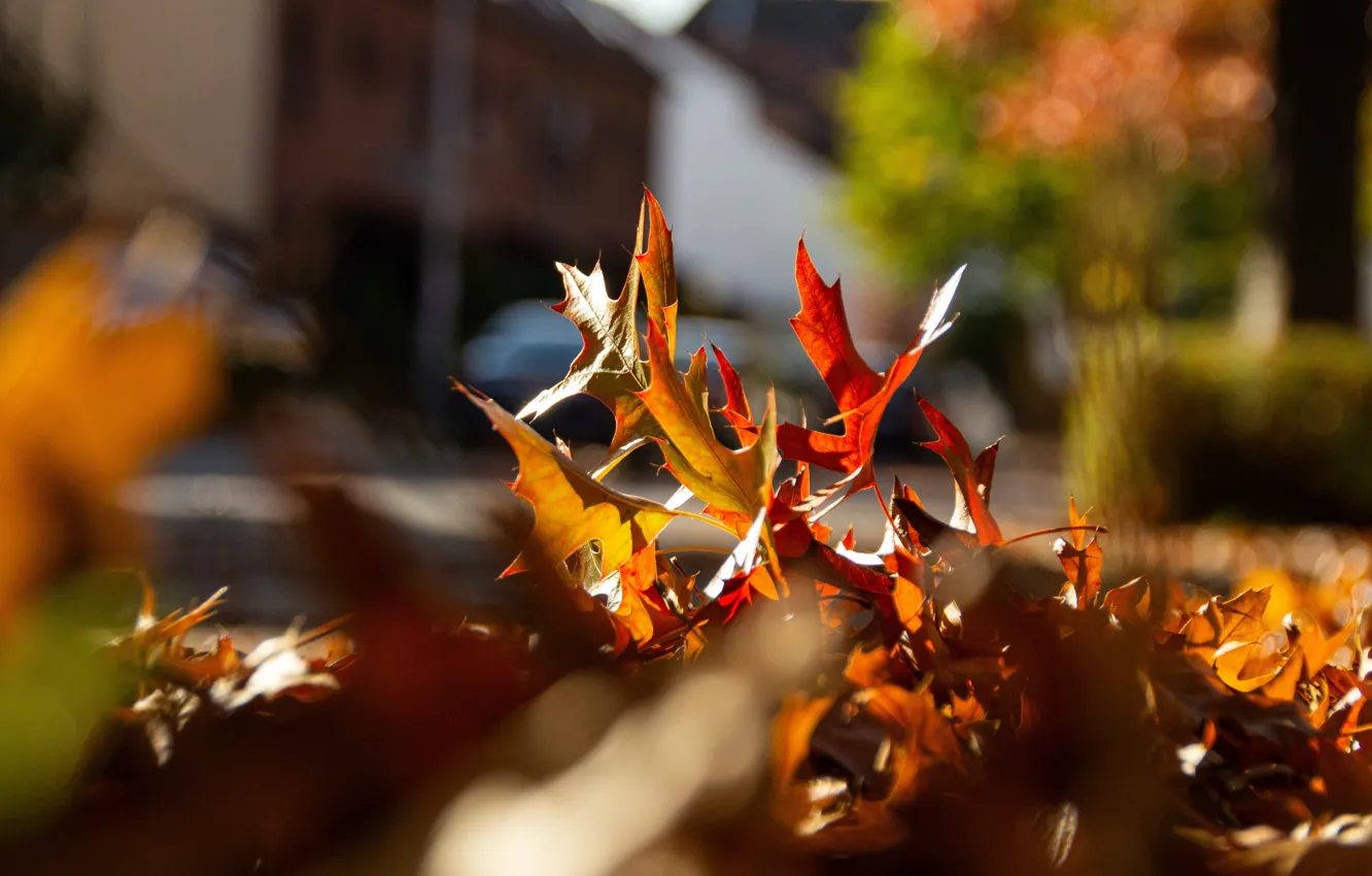 Photo wallpaper autumn, light, bokeh, autumn leaves