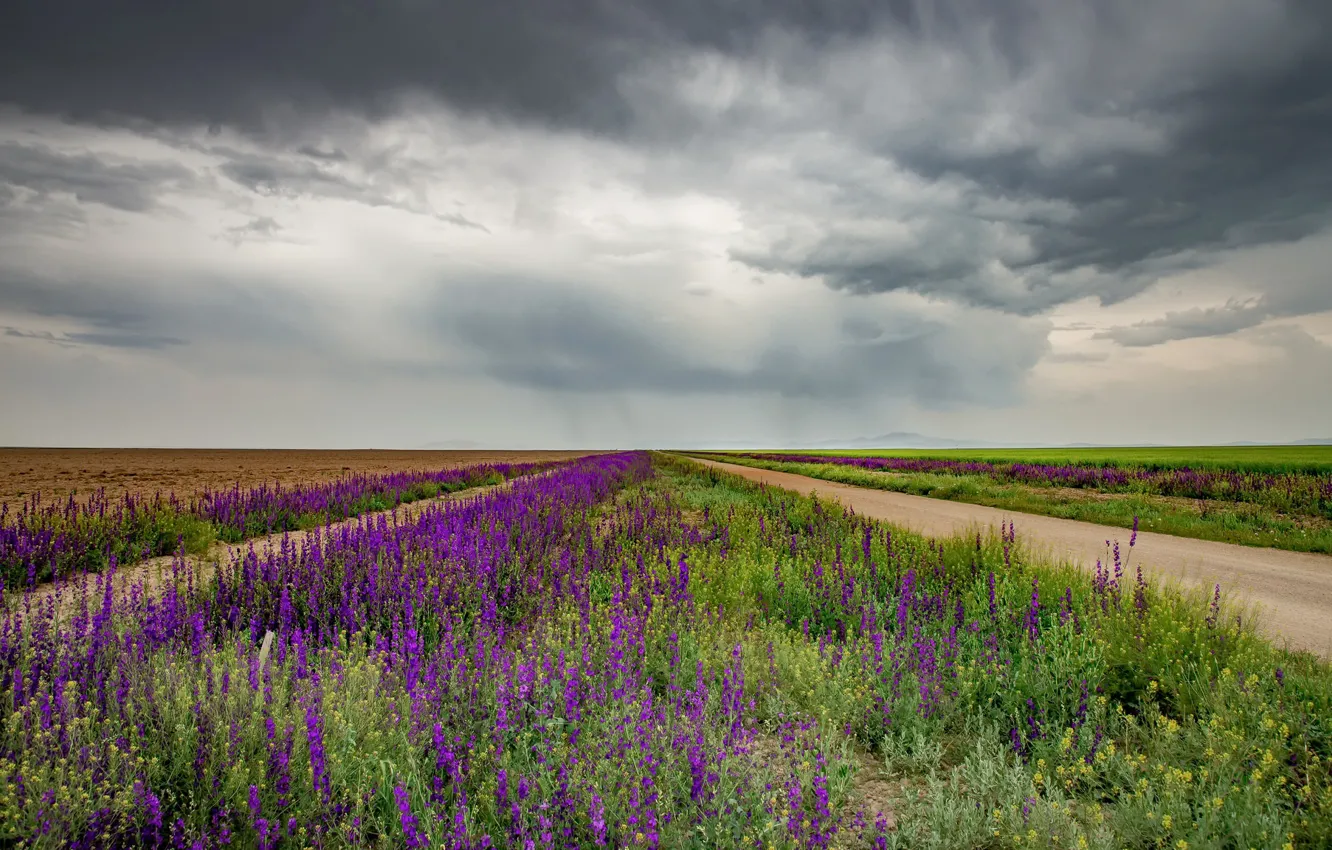Photo wallpaper road, field, summer