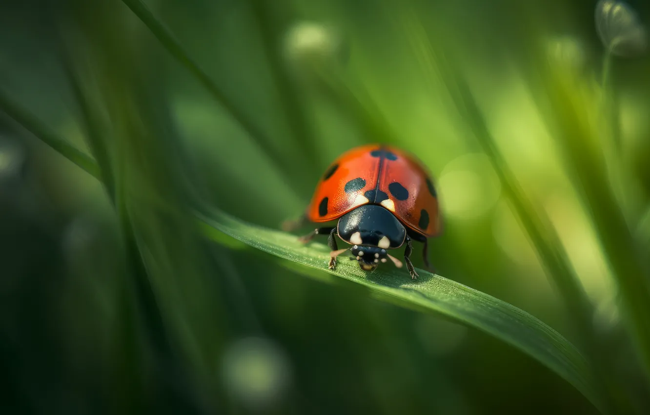 Photo wallpaper grass, nature, leaf, ladybug, beetle, insect, AI art, neural network